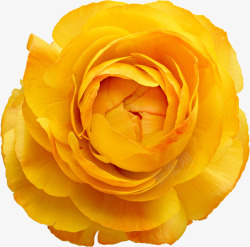 黄色绽放的玫瑰花素材