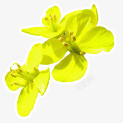 金黄色春季油菜花素材