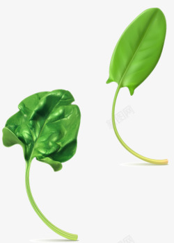 菜叶子写实绿色菜叶子矢量图高清图片