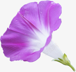 紫色鲜花牵牛花花朵png免抠素材_新图网 https://ixintu.com 牵牛 紫色 花朵 鲜花