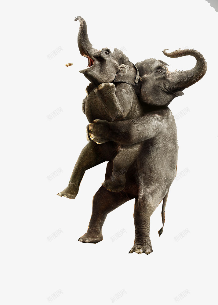 大象png免抠素材_新图网 https://ixintu.com 动物 大象 快乐 拥抱