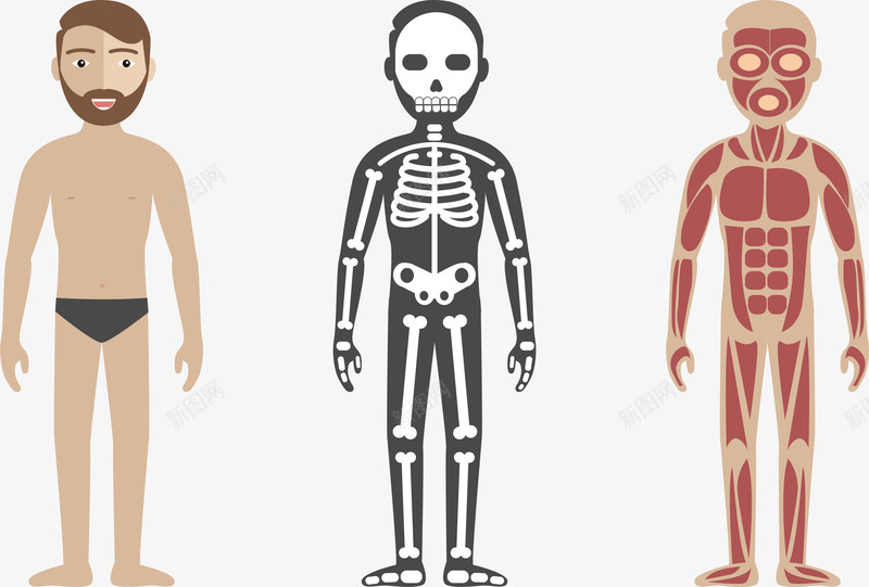 人体健康检查png免抠素材_新图网 https://ixintu.com 人体 体检 矢量素材 肌肉 骨骼