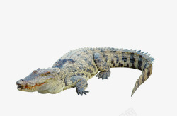 鳄鱼纹背景鳄鱼纹理动物高清图片
