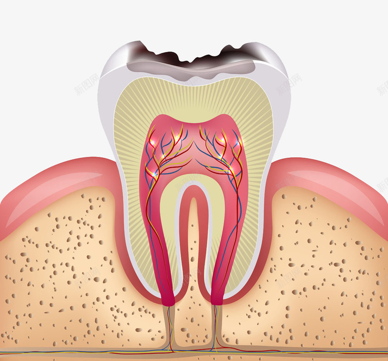 牙齿平面图png免抠素材_新图网 https://ixintu.com 健康 平面图 烂牙 牙齿 牙龈 牙龈保护 牙龈健康刷牙防蛀牙