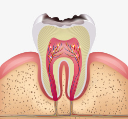 牙齿平面矢量图牙齿平面图高清图片