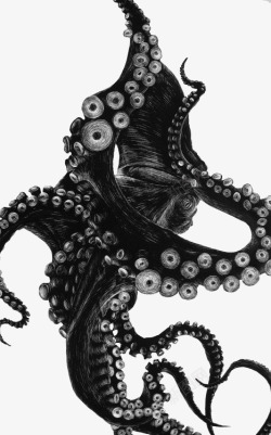 章鱼的触角黑色章鱼触角高清图片
