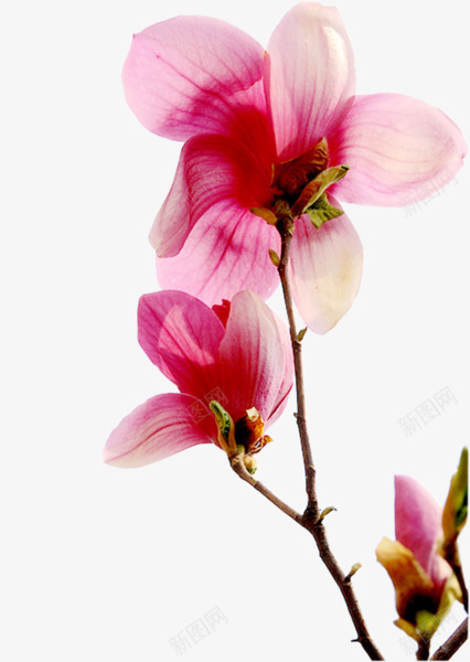 粉色玉兰花png免抠素材_新图网 https://ixintu.com 树枝 玉兰花 粉色花朵 花朵 鲜花