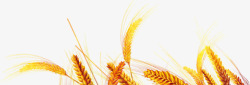 金色小麦健康食物产品素材