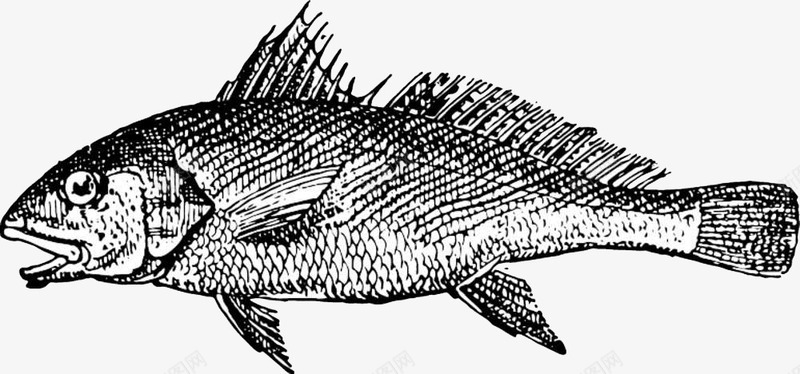 素描小鱼png免抠素材_新图网 https://ixintu.com 创意 动物 卡通 小鱼 手绘 海洋 简笔 简约 黑色