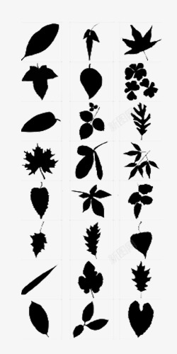 不同的叶子各种树叶图标高清图片
