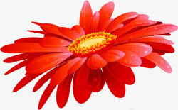 红色手绘鲜花植物素材