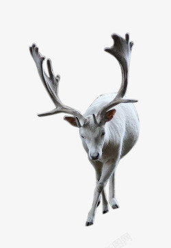 白鹿动物鹿高清图片
