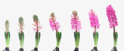 生长发育粉红色鲜花生长过程高清图片