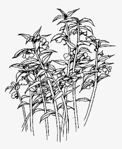 急性子植物鲜花简笔画凤仙花高清图片