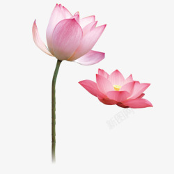 粉色花叶盛开的粉荷花高清图片