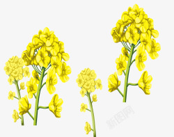 金黄色手绘春季油菜花素材