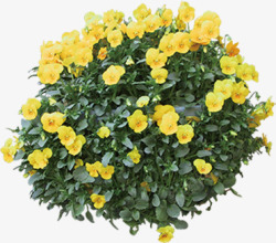 黄色春天促销花环素材
