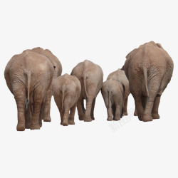 大象群背影素材