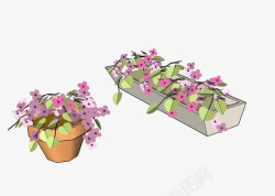 性子凤仙花植物插画鲜花高清图片