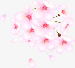 桃花花蕾花蕾桃花瓣高清图片