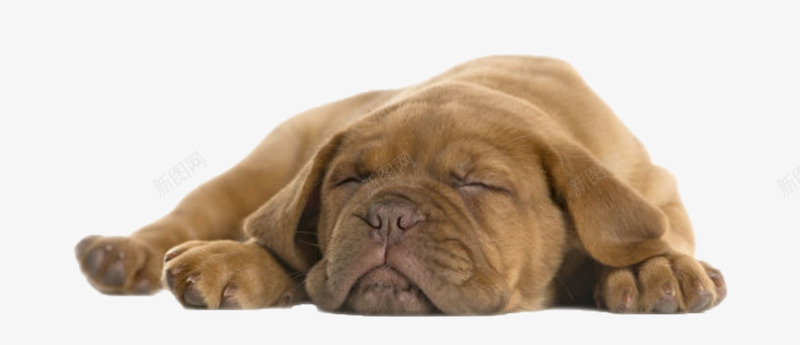棕色可爱动物躺着的狗实物png免抠素材_新图网 https://ixintu.com 人类朋友 免扣 免费下载 动物 宠物 生物 睡觉 躺着 躺着的狗