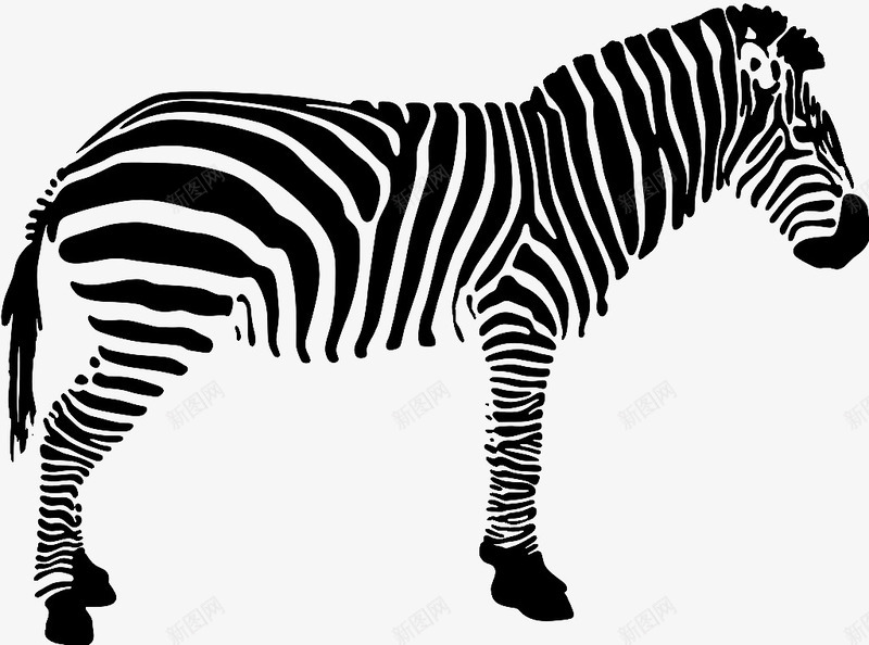 黑白斑马png免抠素材_新图网 https://ixintu.com 国家保护动物 手绘斑马图片 野生动物 黑白条纹