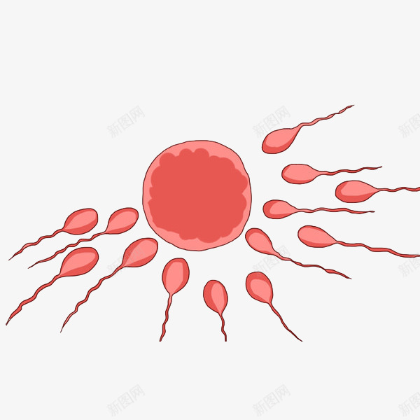 卡通精子和卵子png免抠素材_新图网 https://ixintu.com 健康 卡通 卡通精子 卵子 受孕 受精 性教育 插图 插画 生殖 精子