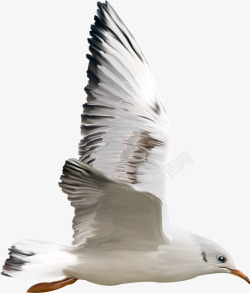手绘虫鸟动物元素海鸥素材