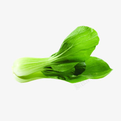 营养丰盛的一颗小油菜高清图片