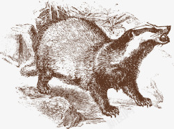 褐色蜜獾嘶吼的卡通蜜獾矢量图高清图片