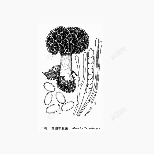 蘑菇形状的羊肚菌png免抠素材_新图网 https://ixintu.com Png图 免费 形状 羊肚菌 豆粒