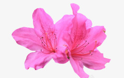粉色映山红花朵素材