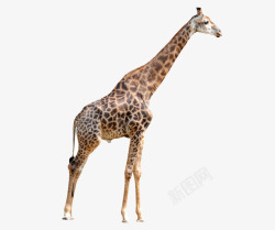 长颈鹿鹿一头长颈鹿高清图片