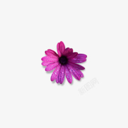 逼真的花朵紫邹菊高清图片