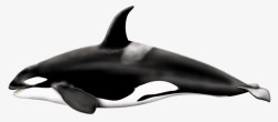 白色的鲸鱼黑白的鲸鱼高清图片