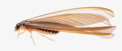 昆虫白蚁一只有翅膀的蚂蚁高清图片