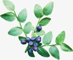 多汁风格绿色枝叶和多汁蓝莓高清图片