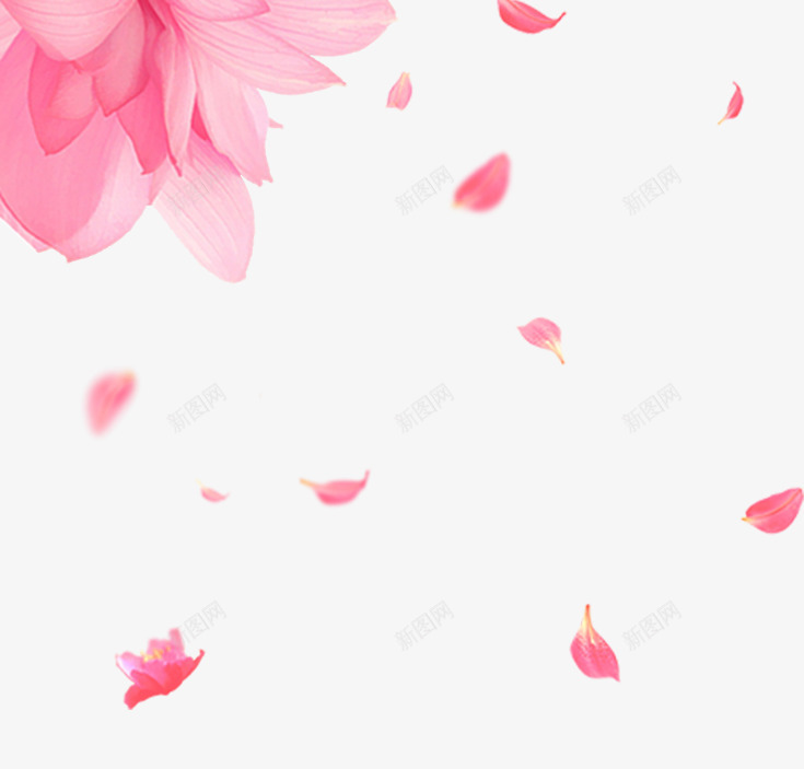 精美粉红色花朵与花瓣psd免抠素材_新图网 https://ixintu.com 一堆花瓣 免抠 免抠图 粉红色 粉色 精美 花 花朵 花瓣 鲜花
