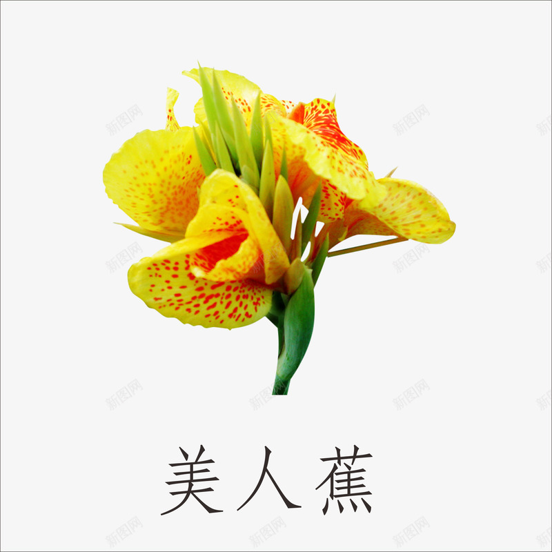 美人蕉png免抠素材_新图网 https://ixintu.com 小植物 鲜花