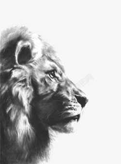 公狮子手绘狮子高清图片