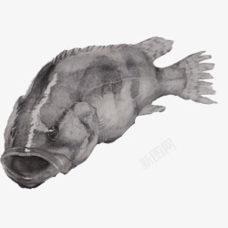 黑白的鲶鱼鲶鱼素描片高清图片