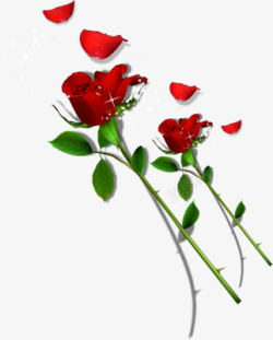 红色星光玫瑰花朵素材