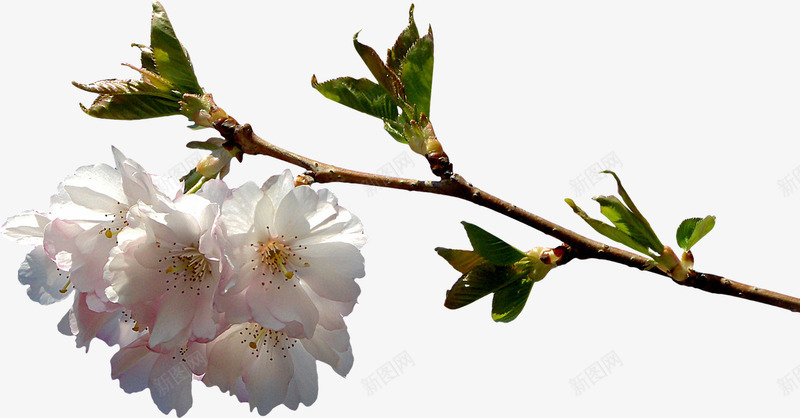 一枝杏花png免抠素材_新图网 https://ixintu.com 杏花 植物 白色 粉色 自然 花 花朵 鲜花
