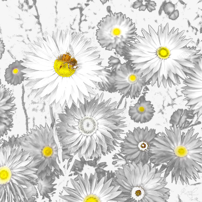 白色菊花背景图案png免抠素材_新图网 https://ixintu.com 白色菊花 蜜蜂 鲜花背景图案
