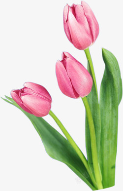 荷兰花粉色郁金香高清图片