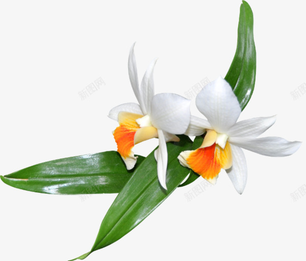 实拍白色花朵绿叶png免抠素材_新图网 https://ixintu.com 产品实拍 白色花朵 绿叶 鲜花