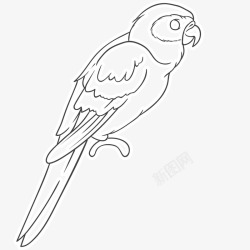 黑白鹦鹉素材手绘线描鹦鹉高清图片