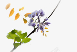 树上的紫藤花素材