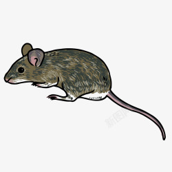 创意小老鼠卡通手绘黑色的小老鼠高清图片
