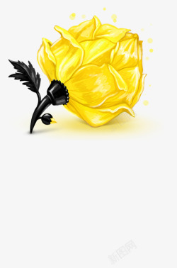 稀疏的花瓣黄色花朵高清图片